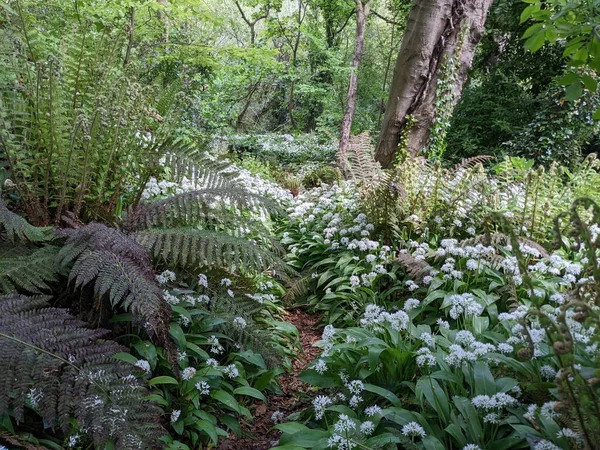 Bahar ormanında yabani çiçekler açıyor.