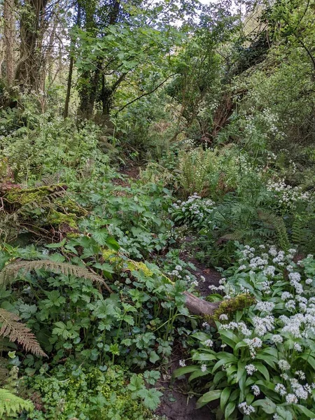 Bahar ormanında yabani çiçekler açıyor.