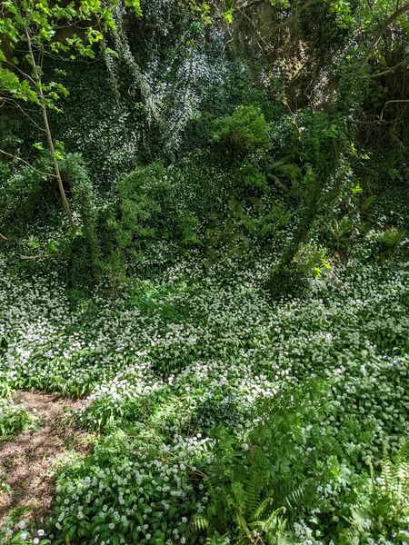 Bahar ormanında yabani çiçekler açıyor.