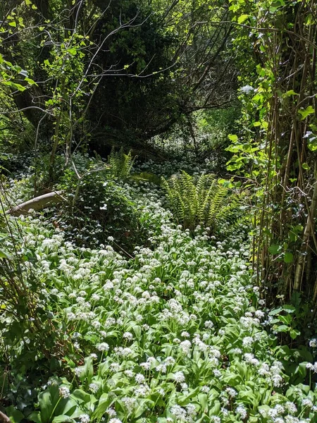 Bahar ormanında yabani çiçekler açıyor.