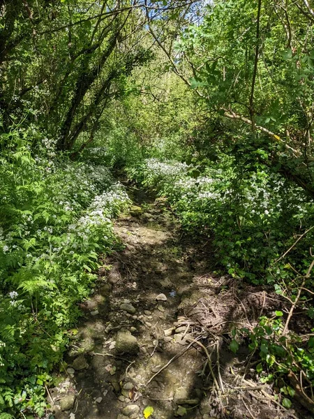 Bahar ormanında yabani çiçekler açıyor.