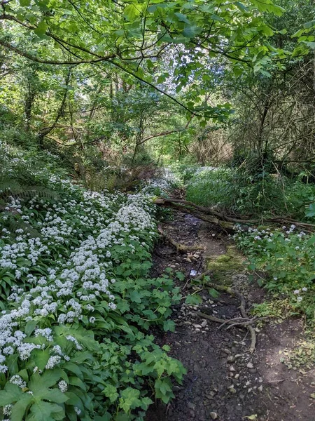 Yeşil bahar ormanında güzel bir patika