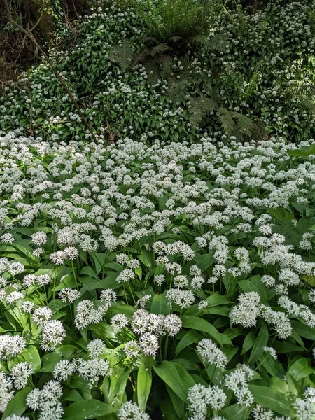 Blossoming Wild Flowers Spring Forest — Fotografia de Stock