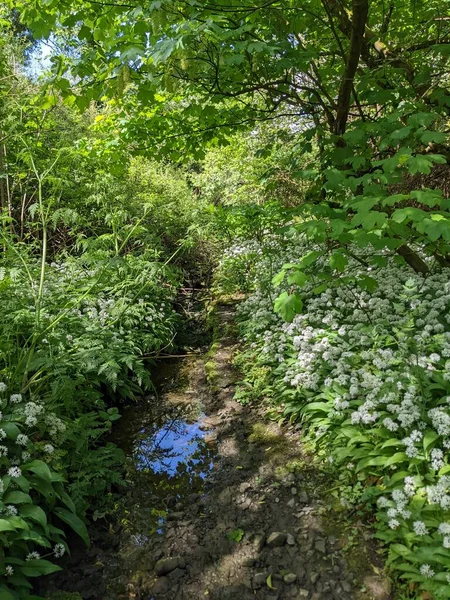 Piękna Ścieżka Zielonym Wiosennym Lesie — Zdjęcie stockowe