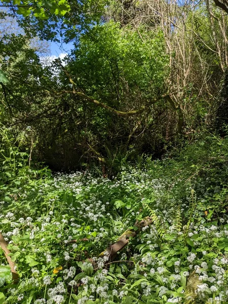 Bahar ormanında yabani çiçekler açıyor.