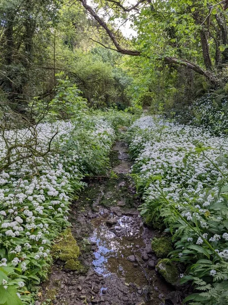 Yeşil bahar ormanında güzel bir patika