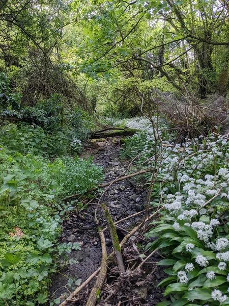 Yeşil bahar ormanında güzel bir patika