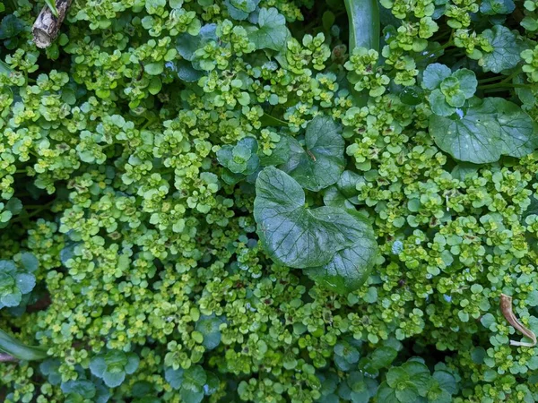 Groene Bladeren Textuur Natuurlijk Bloemmotief — Stockfoto