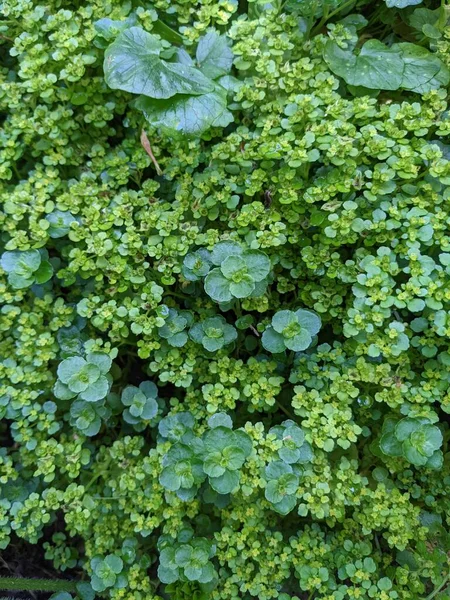 Green Leaves Texture Natural Floral Pattern Top View —  Fotos de Stock