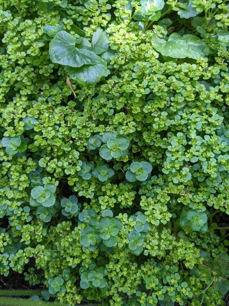 Green Leaves Texture Natural Floral Pattern —  Fotos de Stock