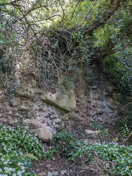 Hermoso Bosque Montaña Por Mañana — Foto de Stock