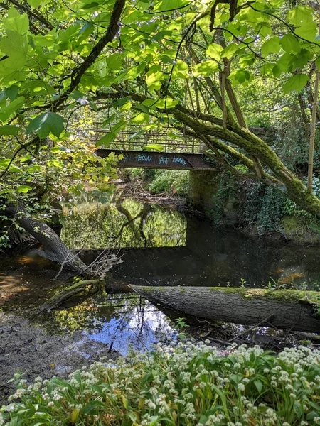 Ormandaki bir derenin üzerindeki eski köprü. 