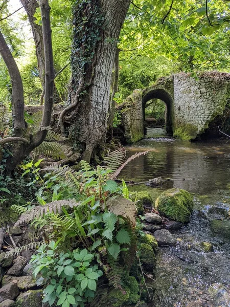 Ormandaki bir derenin üzerindeki eski taş köprü. 