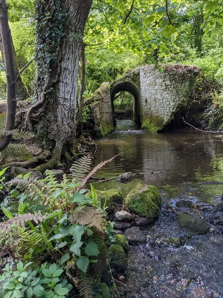 Ormandaki bir derenin üzerindeki eski taş köprü. 