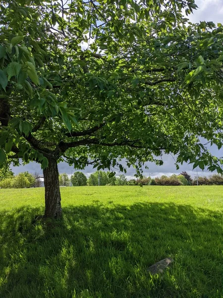 Parktaki güzel yeşil ağaç