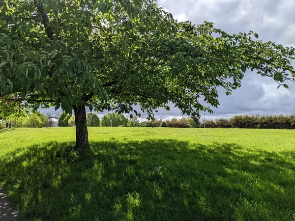 Parktaki güzel yeşil ağaç