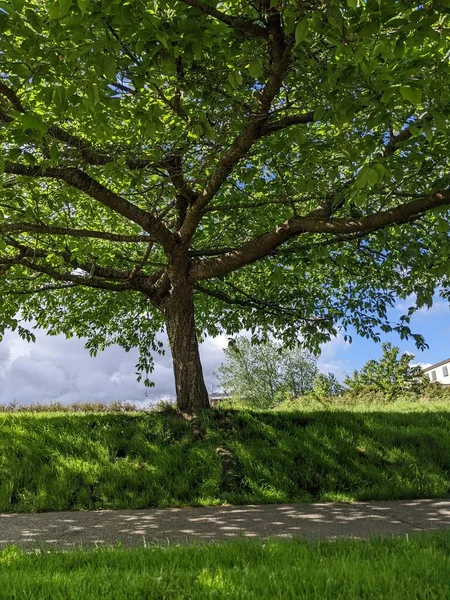 Parktaki güzel yeşil ağaçlar