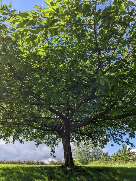 Strom Pozadí Modré Oblohy — Stock fotografie