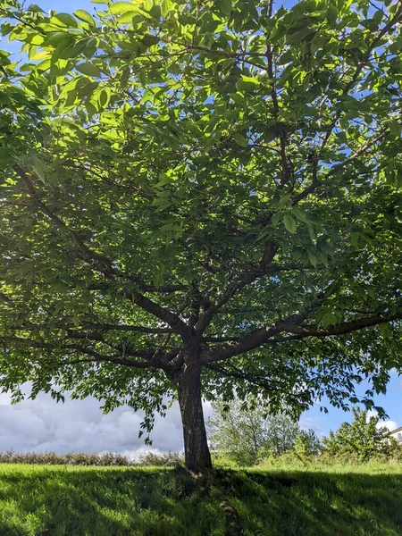 Krásný Zelený Strom Parku — Stock fotografie