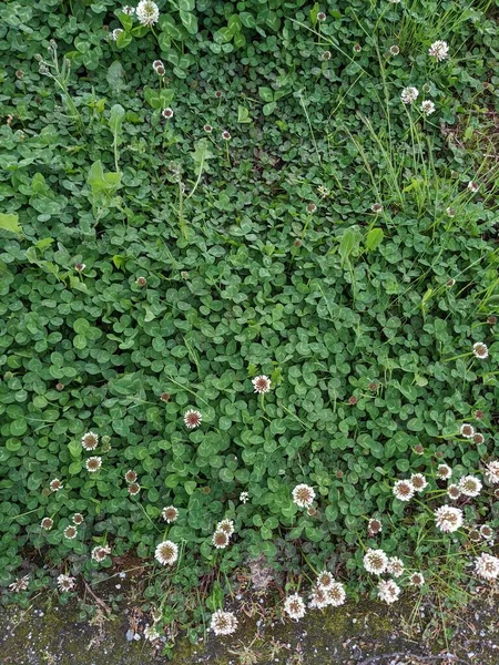 庭の美しいクローバーの花 — ストック写真