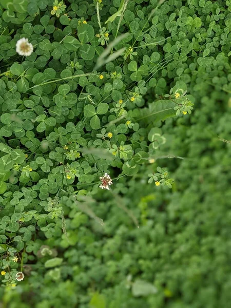 花园里美丽的三叶草花 — 图库照片