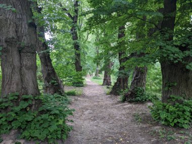 Ormanın güzel manzarası