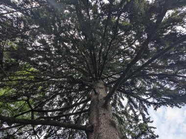 Ormandaki çam ağacının alt manzarası