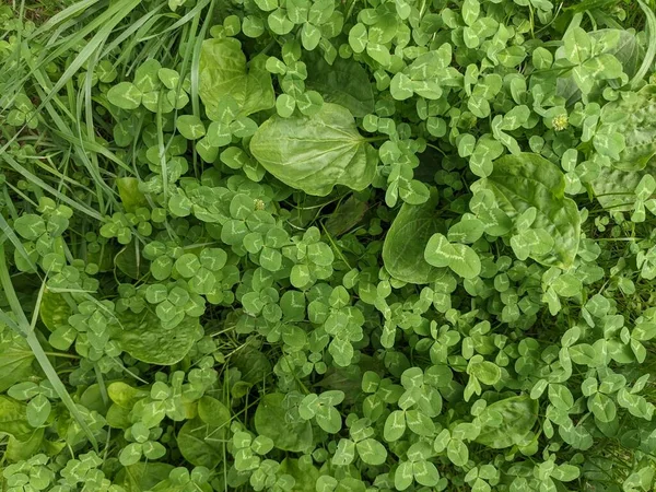 Fondo Hermosa Hierba Verde — Foto de Stock