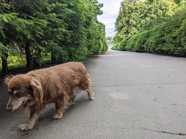 Красива Собака Йде Через Алею Зеленому Парку — стокове фото