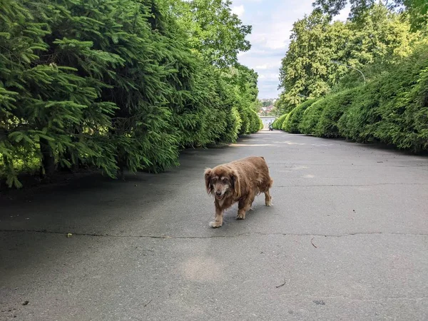 Hermoso Perro Está Caminando Por Callejón Parque Verde — Foto de Stock