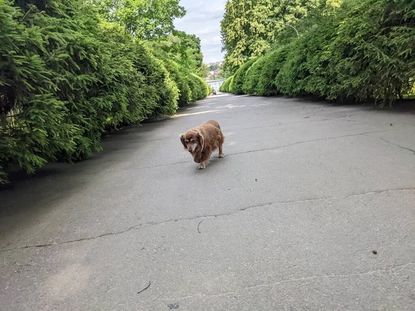 Vacker Hund Går Genom Gränden Grön Park — Stockfoto