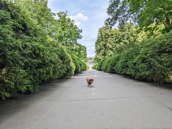 Hermoso Perro Está Caminando Por Callejón Parque Verde — Foto de Stock