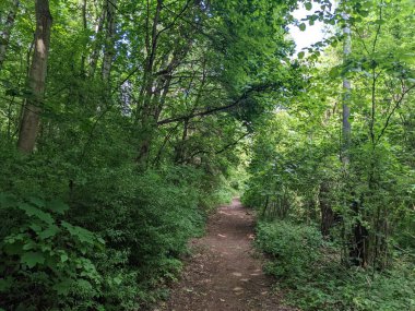 Yazın güzel yeşil orman manzarası