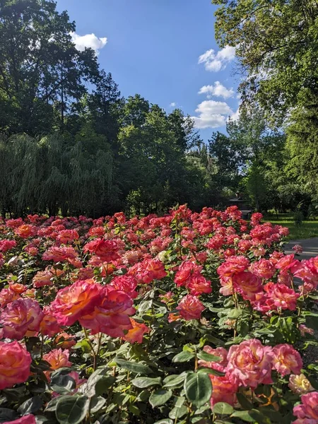 Вид Красивую Клумбу Розовыми Цветами — стоковое фото