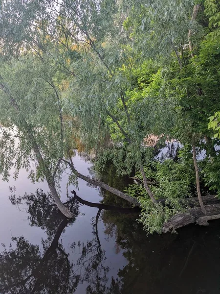 Мальовничий Вид Природу Сцени Деревом Водою — стокове фото