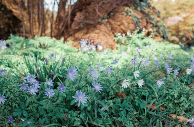 spring flowers in the forest on background, close up