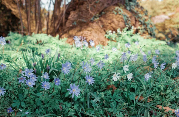 spring flowers in the forest on background, close up