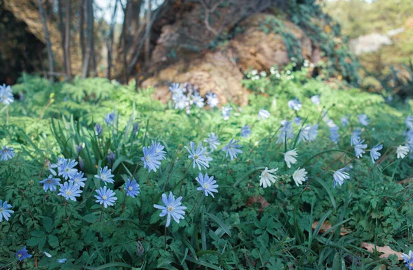Arka planda güzel çiçekler