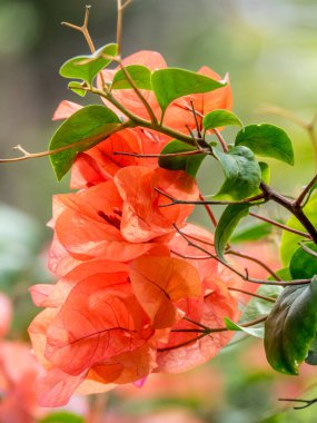 Bougainvillea Bali bahçesinde çiçek açıyor.