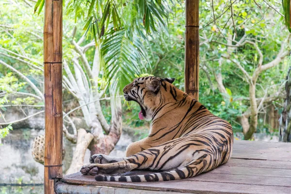Tygrys Bali Safari Marine Park — Zdjęcie stockowe