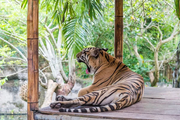 Tygrys Bali Safari Marine Park — Zdjęcie stockowe