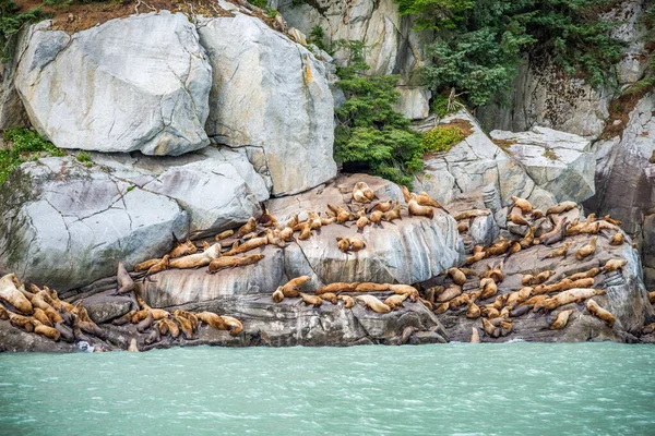 Густі Тюлені Гріються Скелястому Березі Чілкут Аляска — стокове фото