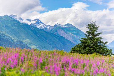 Önplanda yosun çiçekleri ve bulutlu gökyüzü Alaska ile dağ
