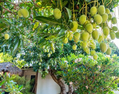 Batı Avustralya 'nın kuzeybatısındaki Broome kasabasında mango ağaçları çoktur.