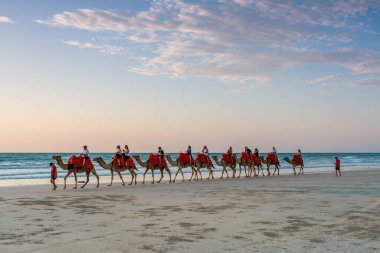 Cable Beach, Broome / Avustralya - 11 / 22 / 2014 Cable Beach 'te Camels' a binen insanlar güzel bir yaz akşamında