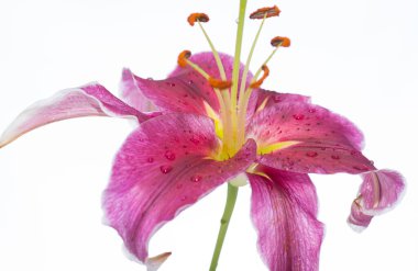 Lilly (Lilium Asyalı Trogon) sarı bir şişede sergileniyor