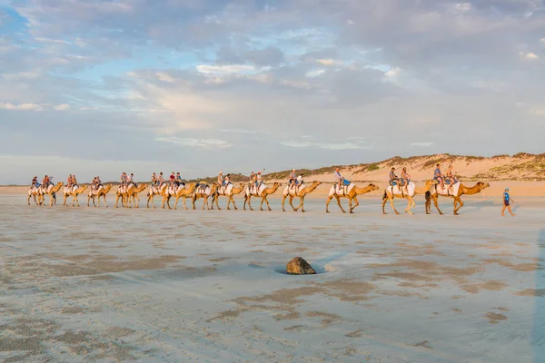 澳大利亚布鲁姆 拉索海滩 2014年夏天美丽的夜晚 人们骑骆驼在拉索海滩上 — 图库照片