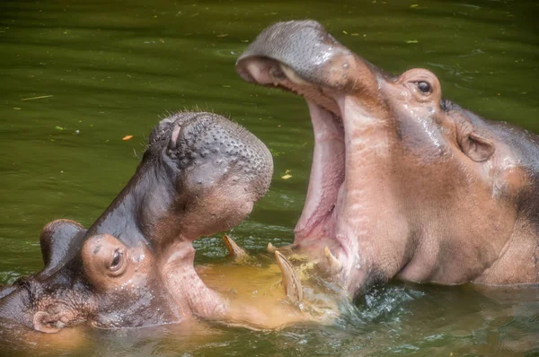 Dos Hipopótamos Juegan Pelear Agua Turbia — Foto de Stock