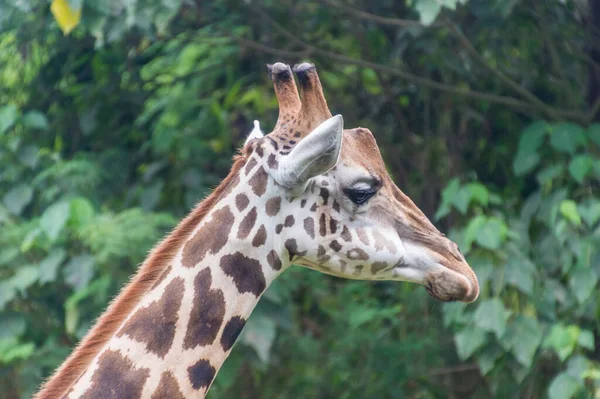 Uzun zürafa kafaya yakın çekim