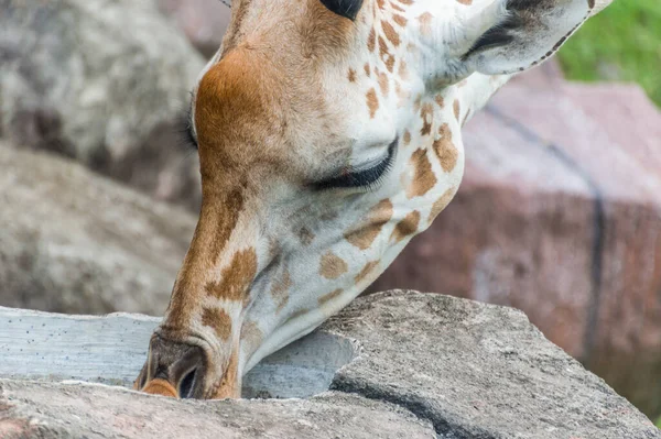 Wysoka Żyrafa Bliska Strzał Głowę — Zdjęcie stockowe